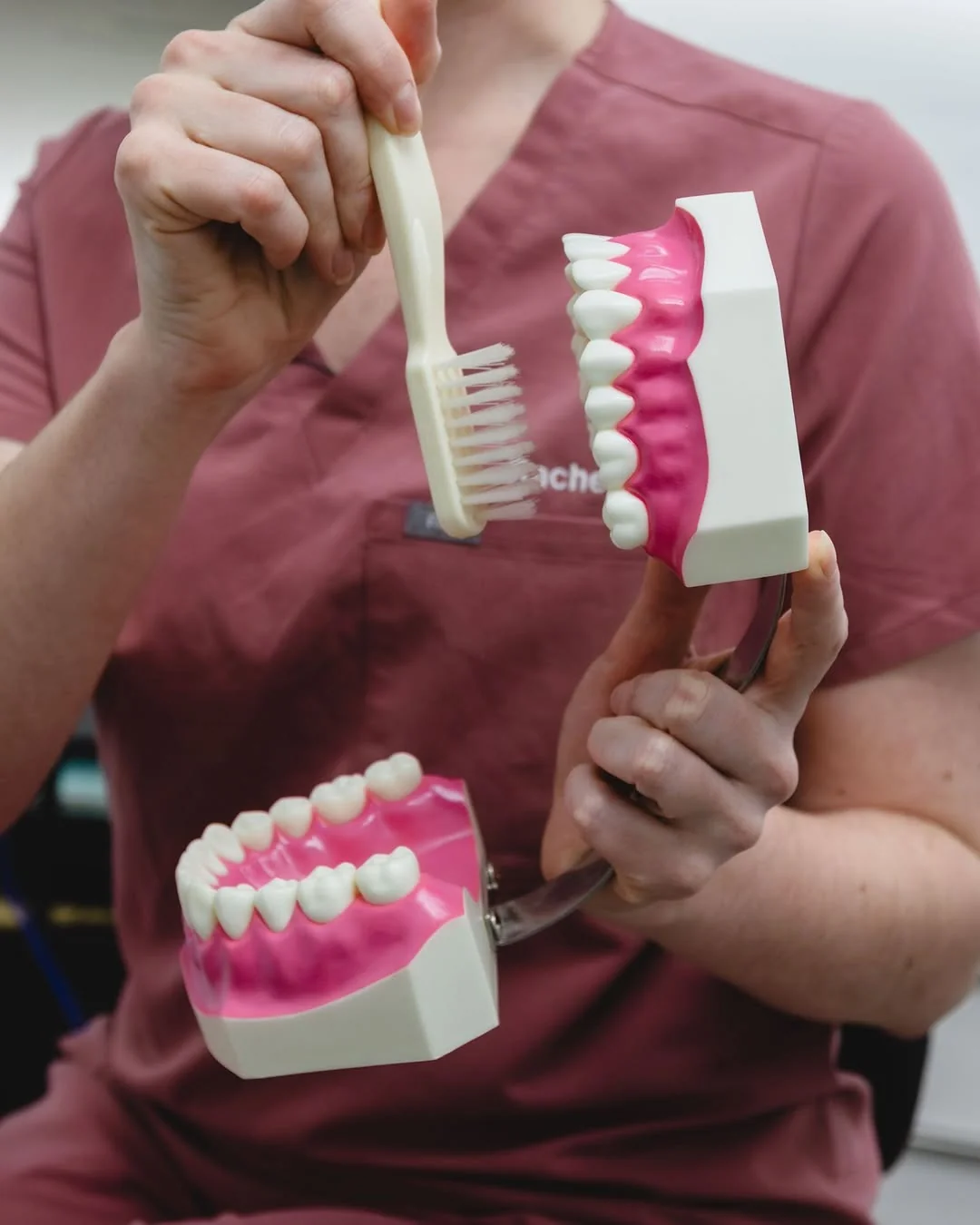 A dental team member holding a large model of a full set of teeth